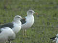 Goéland brun Larus fuscus TA9