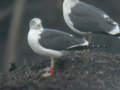 Goéland brun Larus fuscus TA9