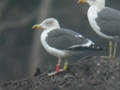 Goéland brun Larus fuscus TA9