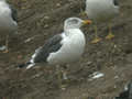 Goéland brun Larus fuscus E