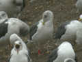 Goéland brun Larus fuscus