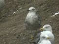 Goéland brun Larus fuscus intermedius