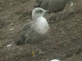 Goéland brun Larus fuscus intermedius