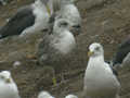 Goéland brun Larus fuscus intermedius