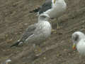 Goéland brun Larus fuscus intermedius