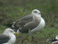 Goéland brun Larus fuscus