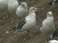 Goéland brun Larus fuscus