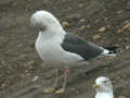 Goéland brun Larus fuscus M4