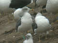 Goéland brun Larus fuscus TA9