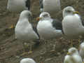 Goéland brun Larus fuscus TA9