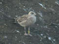 Goéland brun Larus fuscus