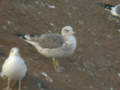 Goéland brun Larus fuscus intermedius