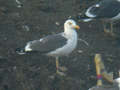 Goéland brun Larus fuscus