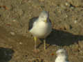 Goéland brun Larus fuscus TA9