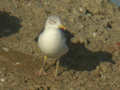 Goéland brun Larus fuscus TA9