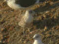 Goéland brun Larus fuscus intermedius