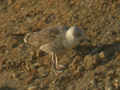 Goéland brun Larus fuscus intermedius