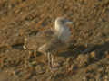 Goéland brun Larus fuscus intermedius