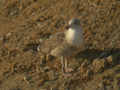 Goéland brun Larus fuscus intermedius