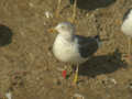 Goéland brun Larus fuscus