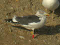 Goéland brun Larus fuscus