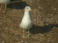 Goéland brun Larus fuscus