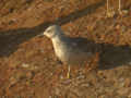 Goéland brun Larus fuscus intermedius