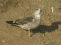 Goéland brun Larus fuscus intermedius