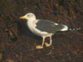 Goéland brun Larus fuscus