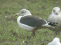 Goéland brun Larus fuscus