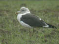 Goéland brun Larus fuscus