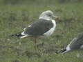 Goéland brun Larus fuscus