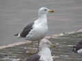 Goéland brun Larus fuscus