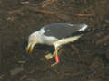 Goéland brun Larus fuscus TA9