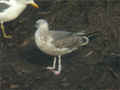 Goéland brun Larus fuscus