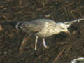 Goéland brun Larus fuscus