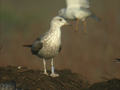 Goéland brun Larus fuscus