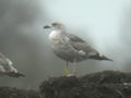 Goéland brun Larus fuscus intermedius