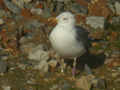 Goéland brun Larus fuscus TA9