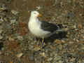 Goéland brun Larus fuscus CEW