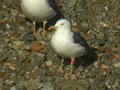 Goéland brun Larus fuscus GT