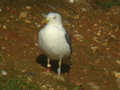 Goéland brun Larus fuscus TA9