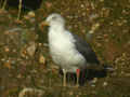 Goéland brun Larus fuscus TA9