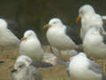 Goéland brun Larus fuscus