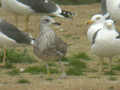 Goéland brun Larus fuscus intermedius