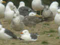 Goéland brun Larus fuscus intermedius H·490