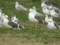 Goéland brun Larus fuscus