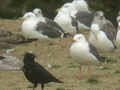 Goéland brun Larus fuscus