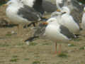 Goéland brun Larus fuscus