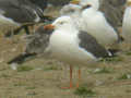 Goéland brun Larus fuscus